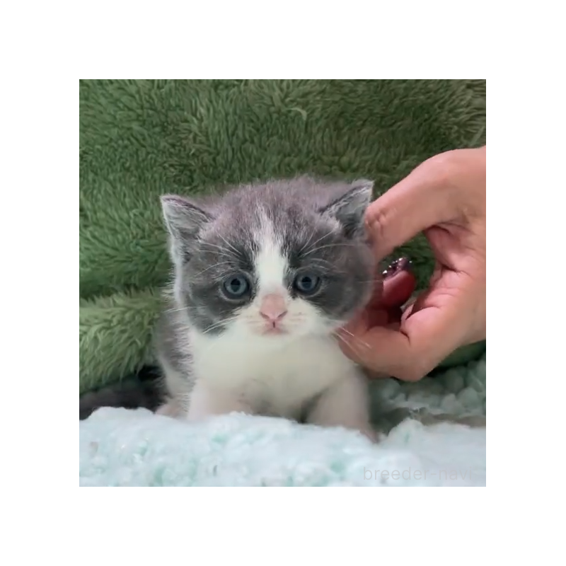 販売中の滋賀県のブリティッシュショートヘア-130522の5枚目