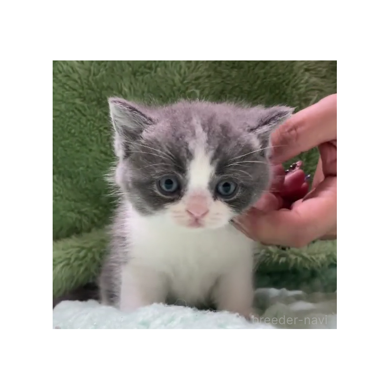 販売中の滋賀県のブリティッシュショートヘア-130522の4枚目