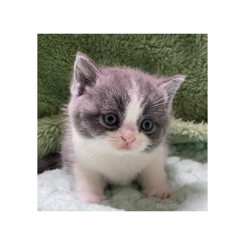 販売中の滋賀県のブリティッシュショートヘア-130522の3枚目