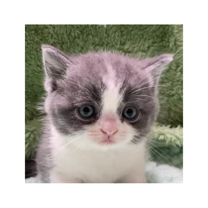 販売中の滋賀県のブリティッシュショートヘア-130522の2枚目