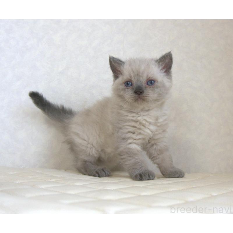 販売中の静岡県のセルカークレックス-129199の25枚目