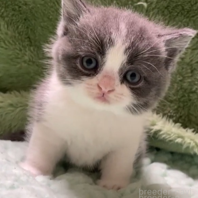 販売中の滋賀県のブリティッシュショートヘア-130522