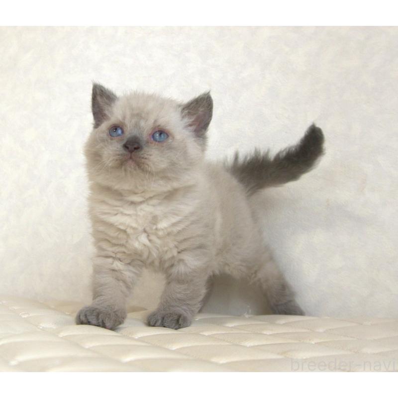 販売中の静岡県のセルカークレックス-129199の24枚目