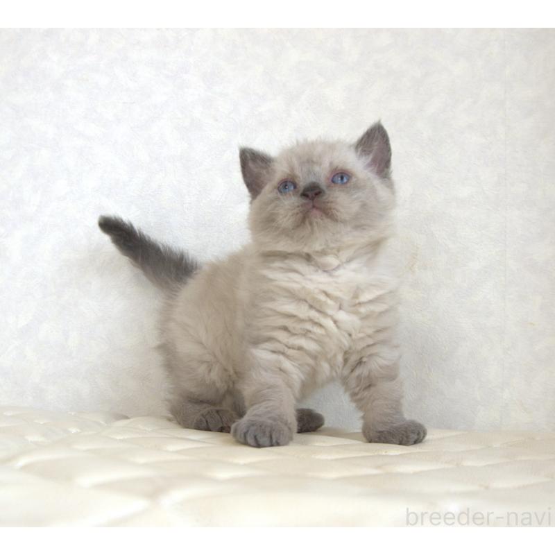 販売中の静岡県のセルカークレックス-129199の23枚目