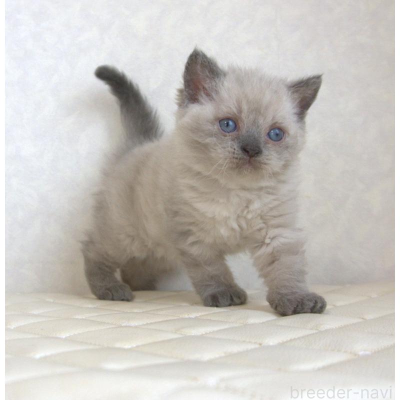 販売中の静岡県のセルカークレックス-129199の22枚目