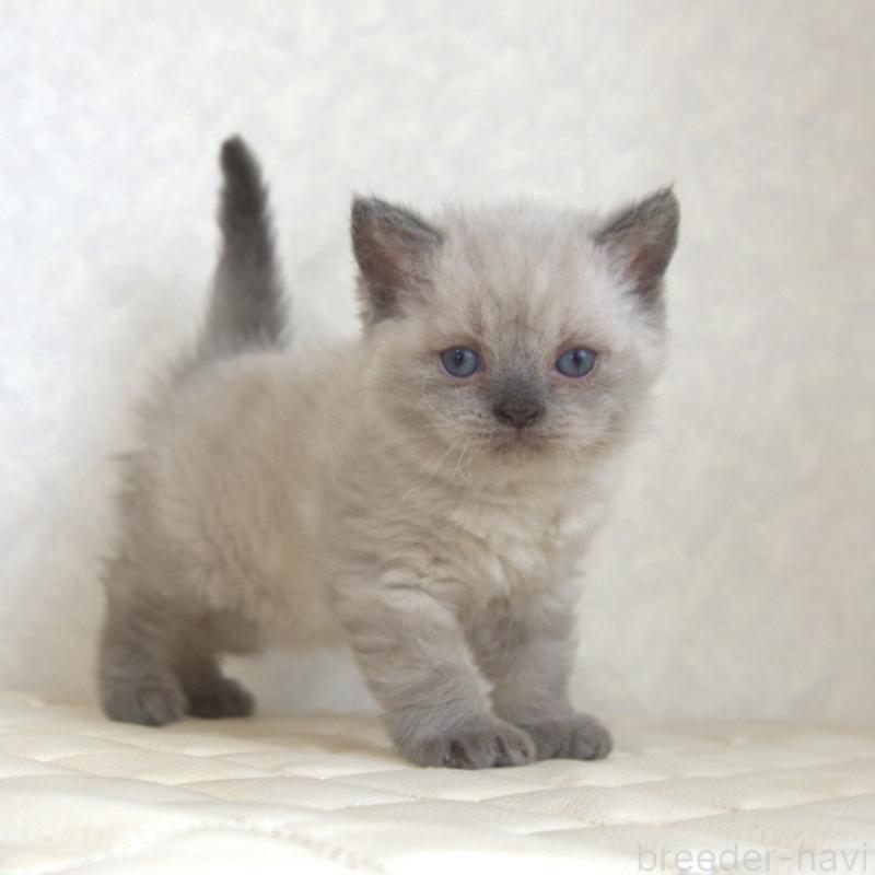 販売中の静岡県のセルカークレックス-129199