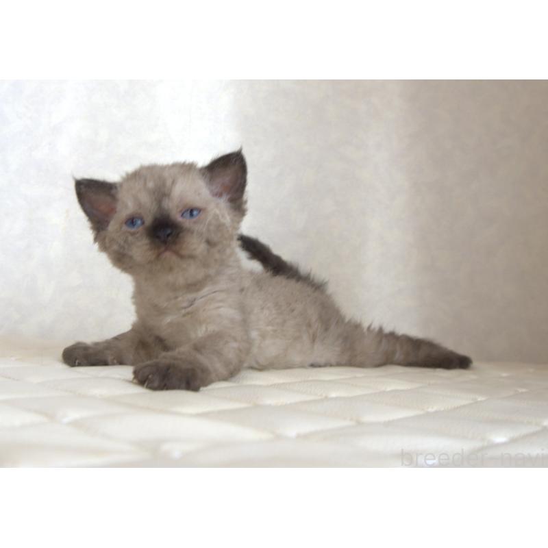 販売中の静岡県のセルカークレックス-129200の24枚目