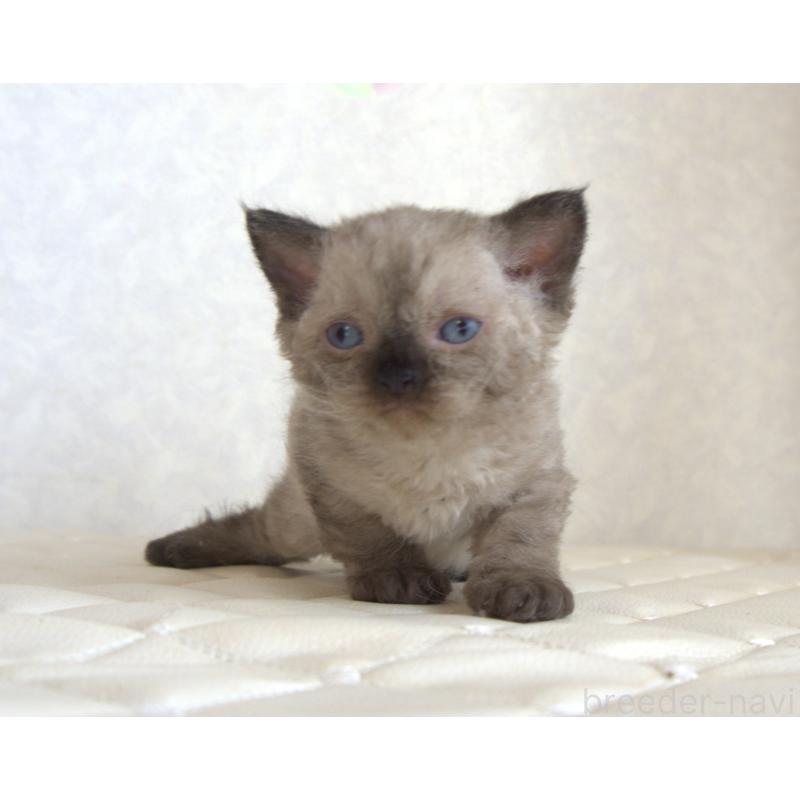 販売中の静岡県のセルカークレックス-129200の23枚目