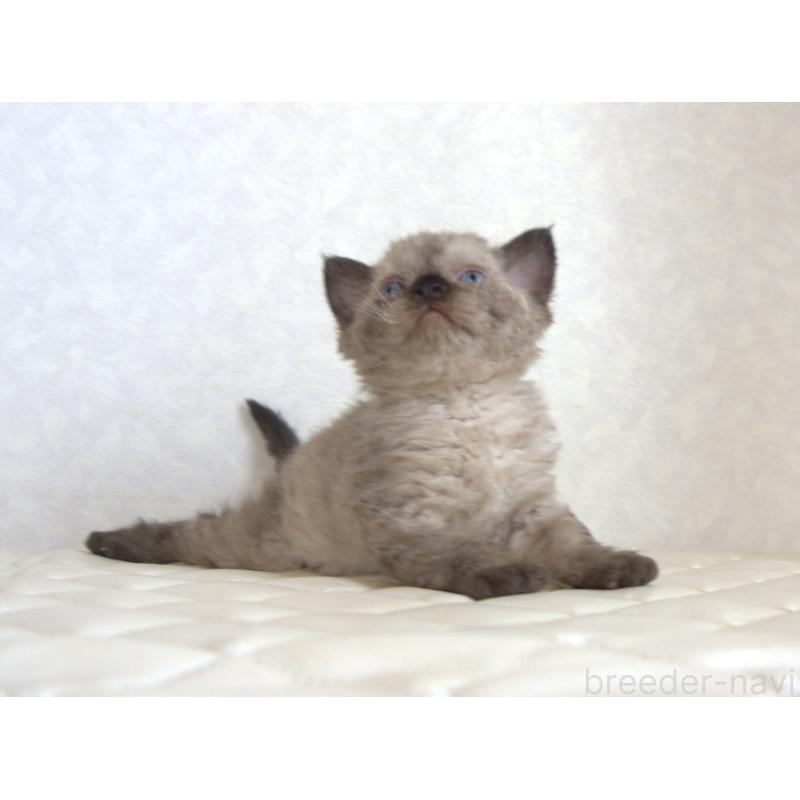 販売中の静岡県のセルカークレックス-129200