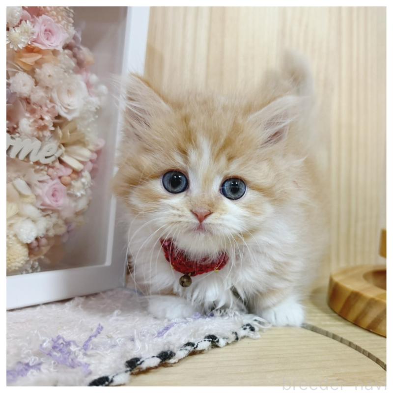 販売中の長野県のミヌエット(短足)-130523の1枚目