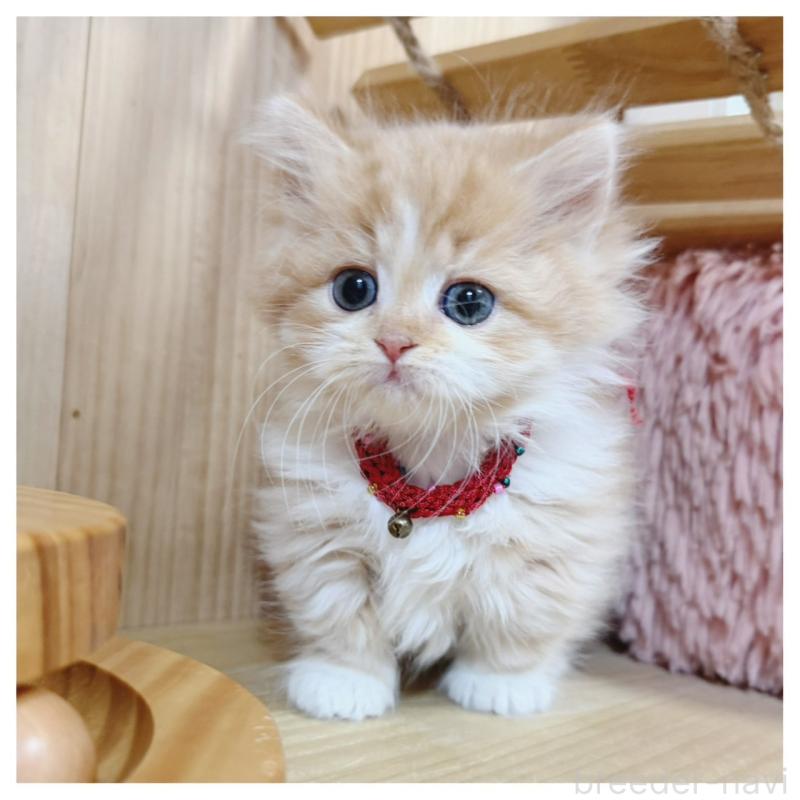 販売中の長野県のミヌエット(短足)-130523の9枚目