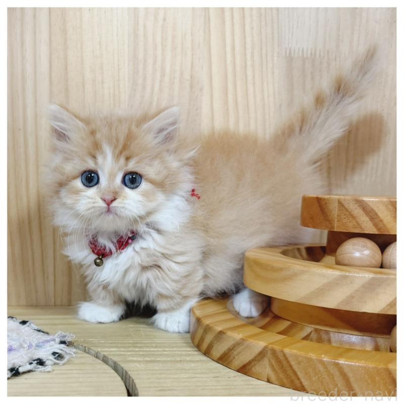 販売中の長野県のミヌエット(短足)-130523の8枚目