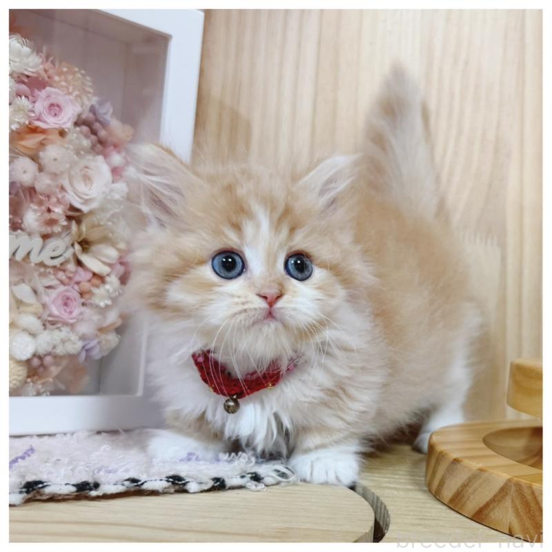 販売中の長野県のミヌエット(短足)-130523の7枚目