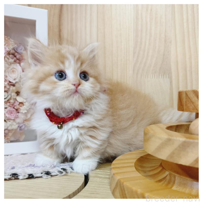 販売中の長野県のミヌエット(短足)-130523の6枚目