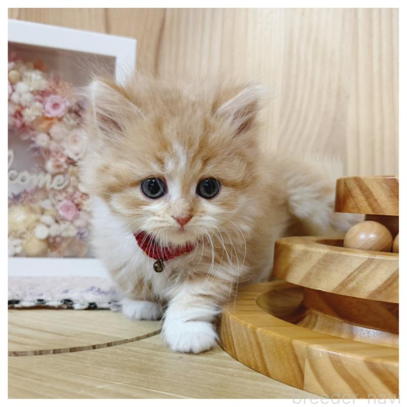 販売中の長野県のミヌエット(短足)-130523の5枚目