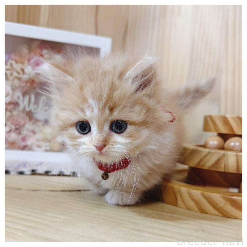 販売中の長野県のミヌエット(短足)-130523の4枚目