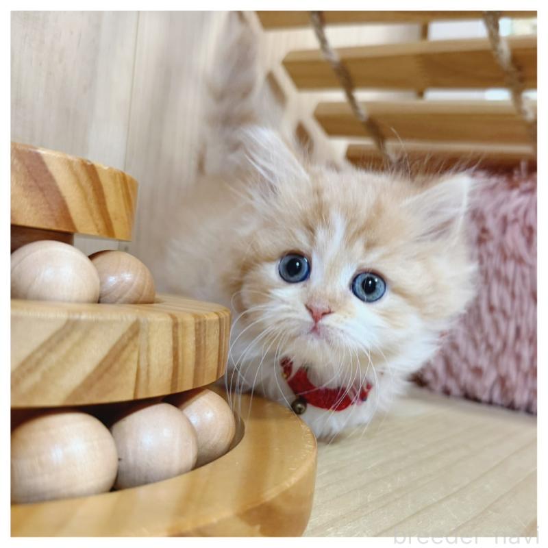 販売中の長野県のミヌエット(短足)-130523の3枚目