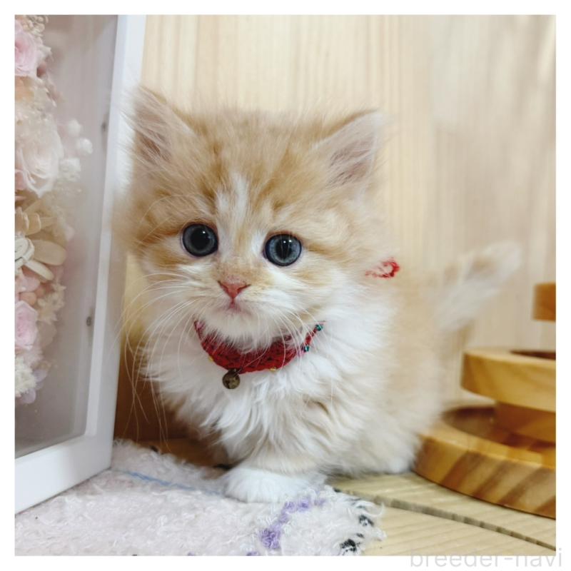 販売中の長野県のミヌエット(短足)-130523の2枚目