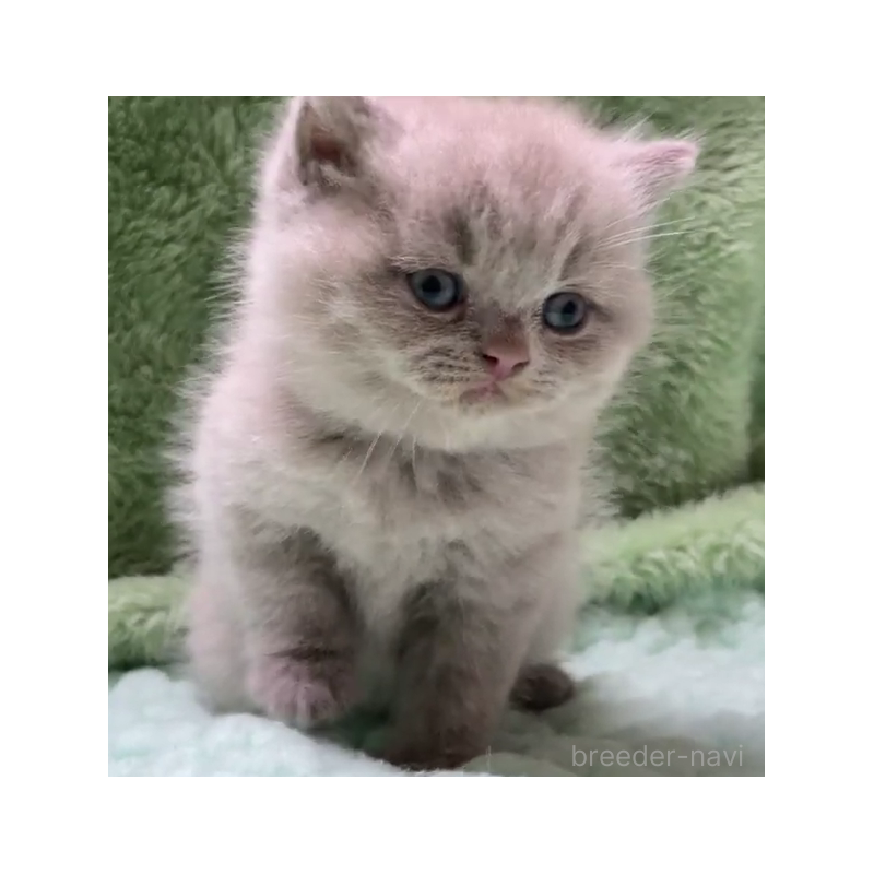 販売中の滋賀県のブリティッシュショートヘア-130524の6枚目