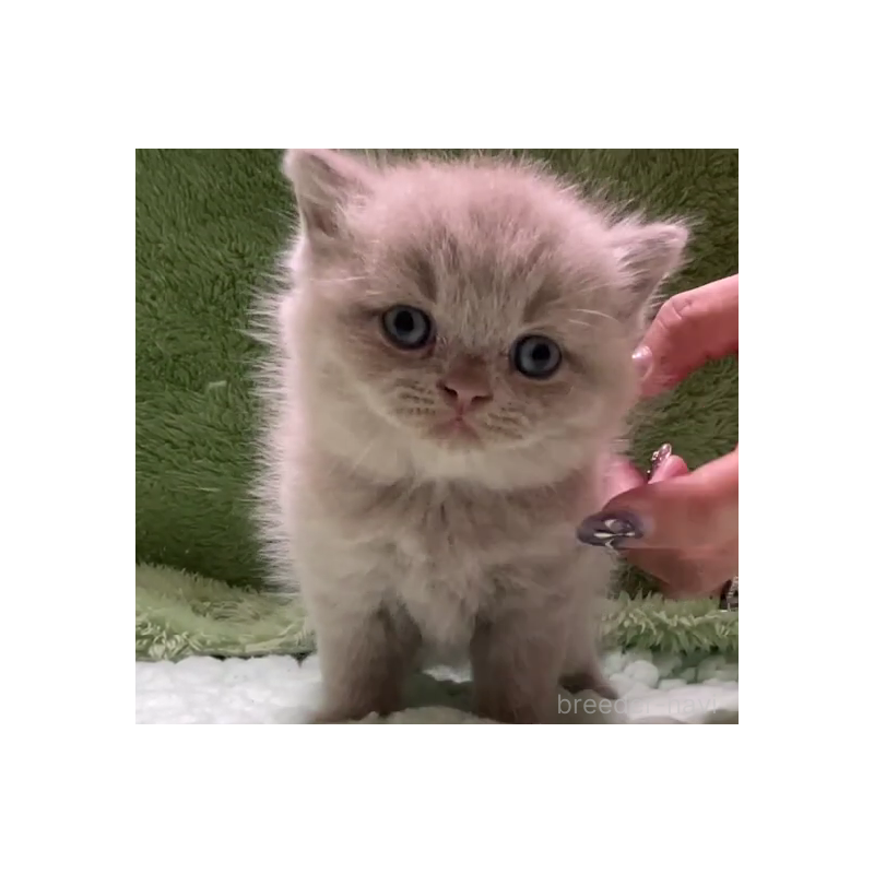 販売中の滋賀県のブリティッシュショートヘア-130524の5枚目