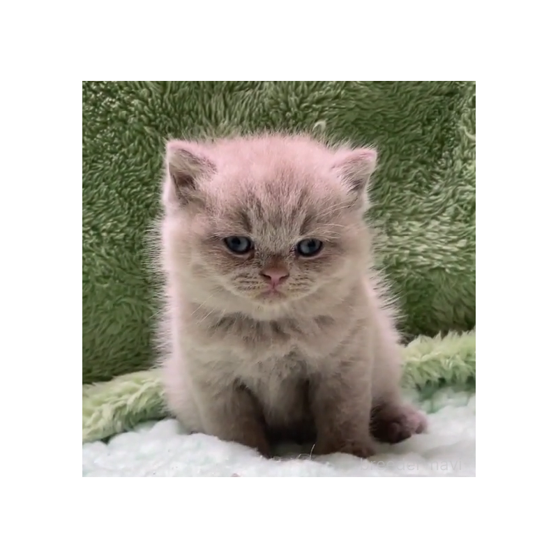 販売中の滋賀県のブリティッシュショートヘア-130524の4枚目