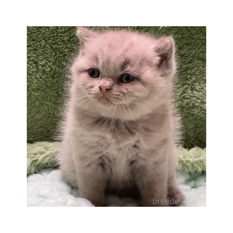 販売中の滋賀県のブリティッシュショートヘア-130524の3枚目