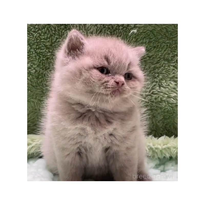 販売中の滋賀県のブリティッシュショートヘア-130524の2枚目