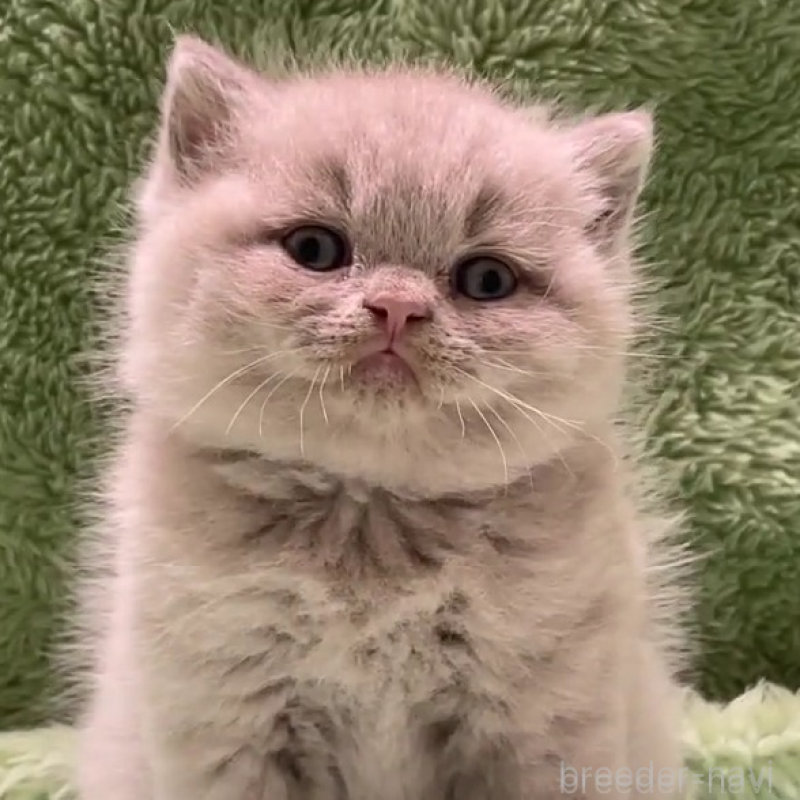 販売中の滋賀県のブリティッシュショートヘア-130524