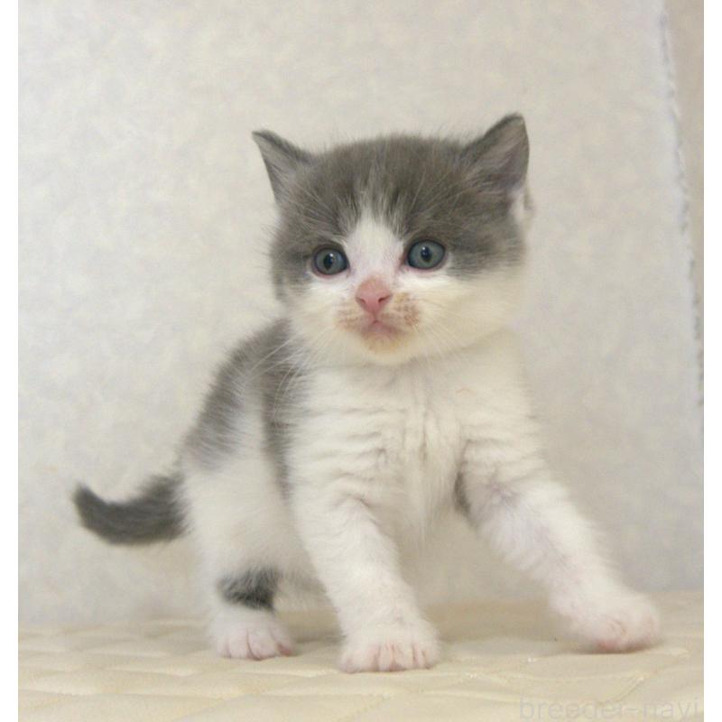 販売中の静岡県のブリティッシュショートヘア-129201の20枚目