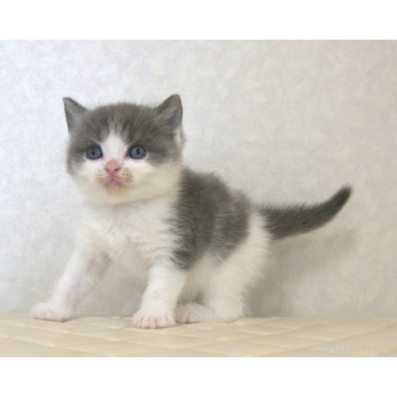 販売中の静岡県のブリティッシュショートヘア-129201の19枚目