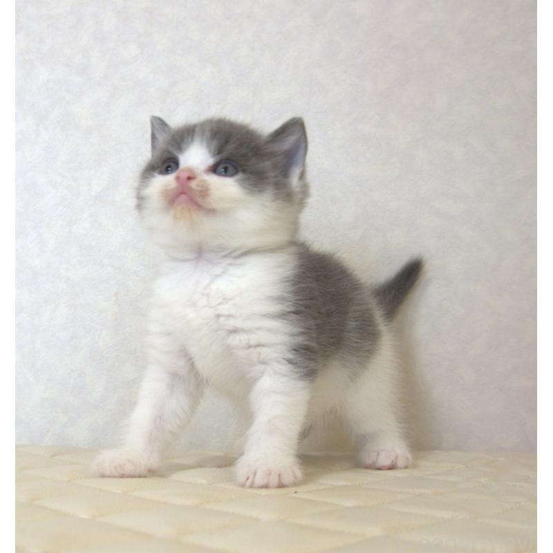 販売中の静岡県のブリティッシュショートヘア-129201の18枚目