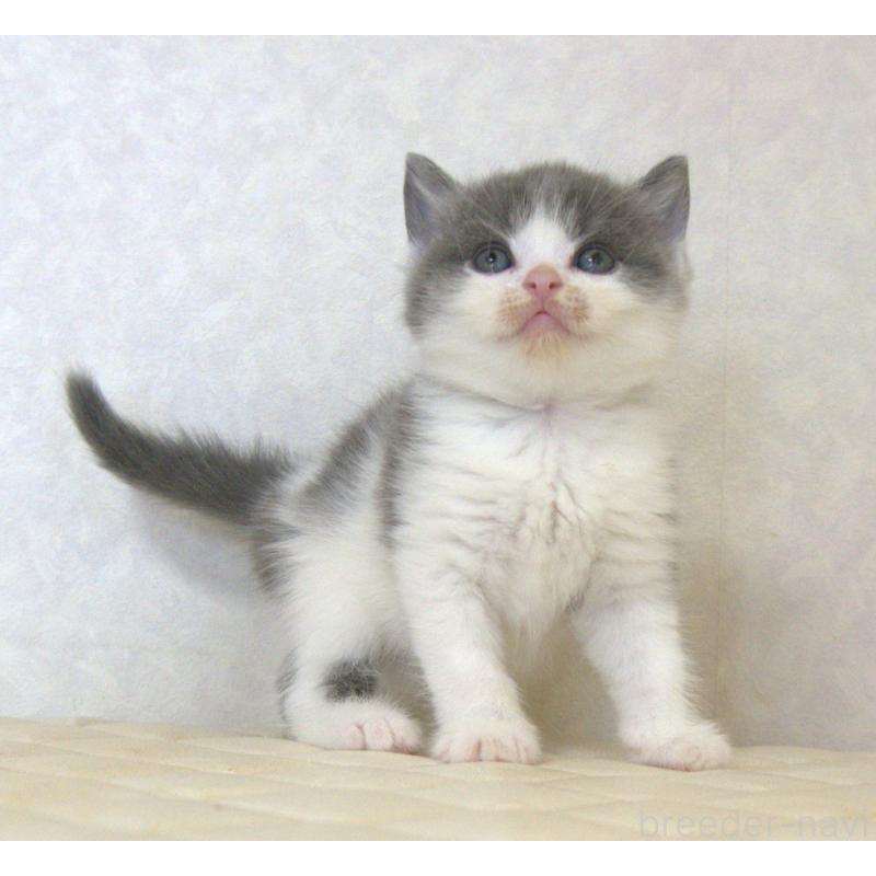 販売中の静岡県のブリティッシュショートヘア-129201の17枚目