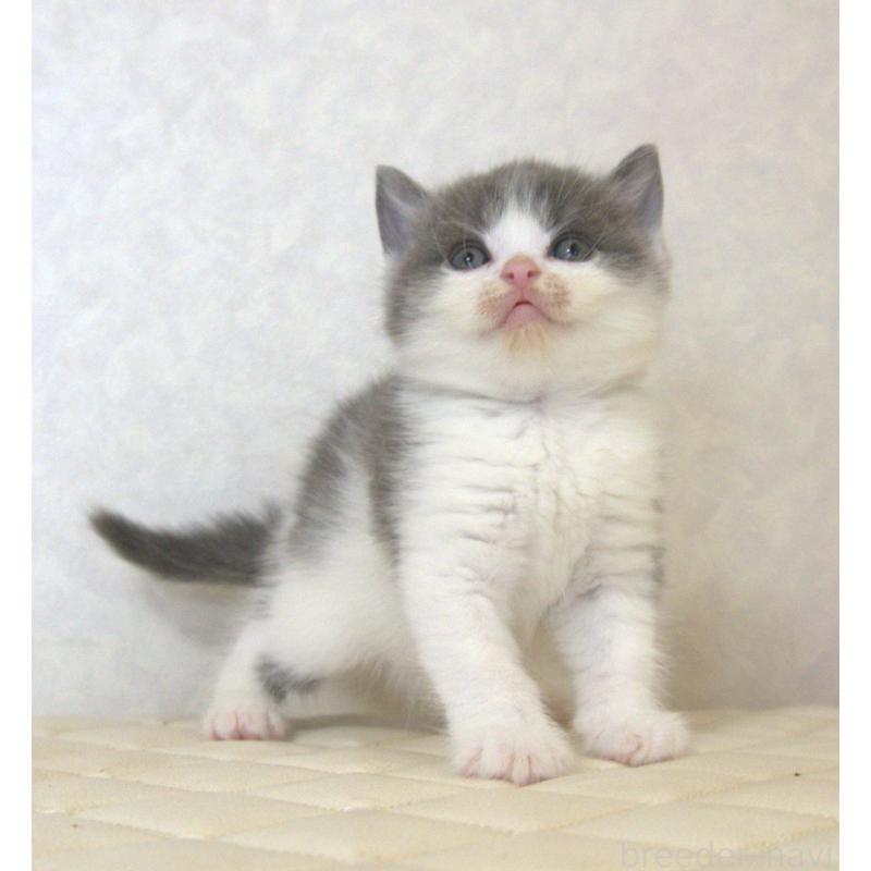 販売中の静岡県のブリティッシュショートヘア-129201