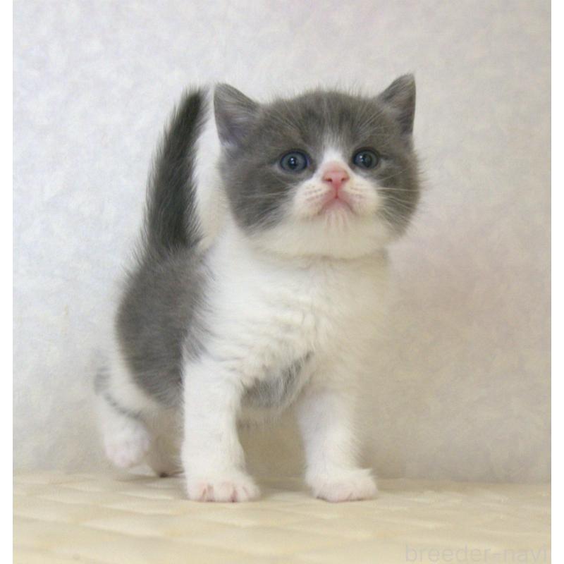 販売中の静岡県のブリティッシュショートヘア-129204の20枚目