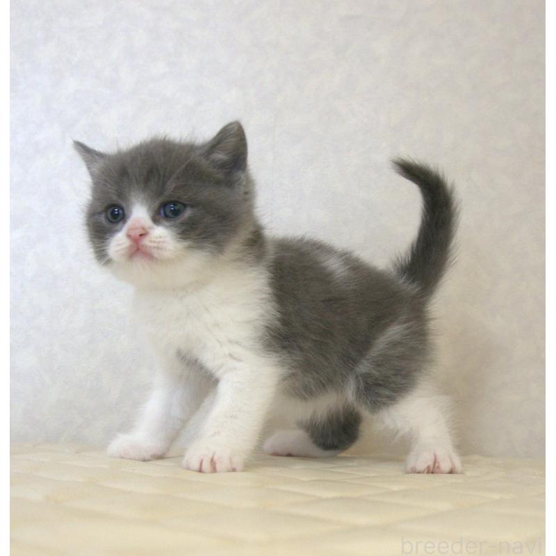 販売中の静岡県のブリティッシュショートヘア-129204の19枚目