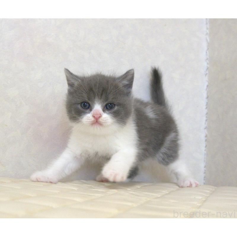 販売中の静岡県のブリティッシュショートヘア-129204の18枚目