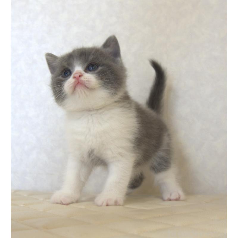 販売中の静岡県のブリティッシュショートヘア-129204の17枚目