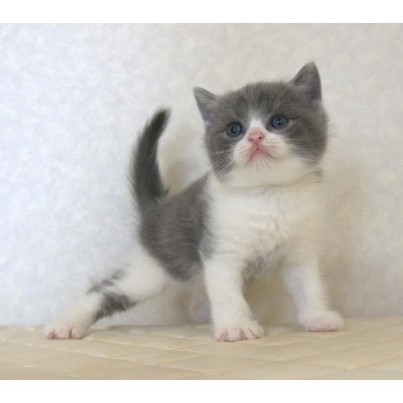 販売中の静岡県のブリティッシュショートヘア-129204