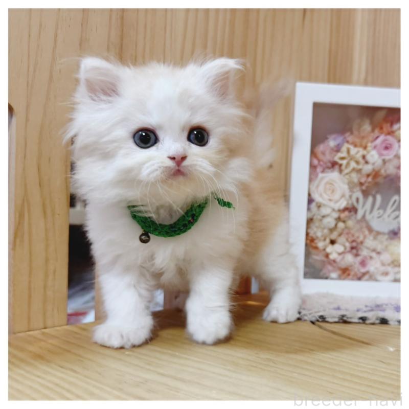 販売中の長野県のミヌエット-130525