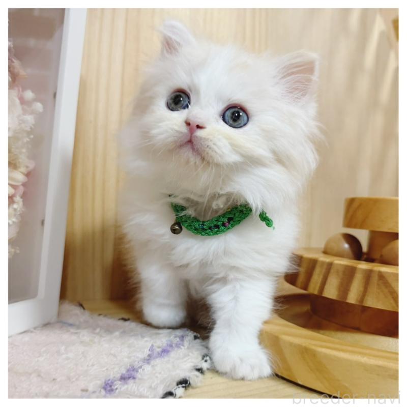 販売中の長野県のミヌエット-130525の7枚目