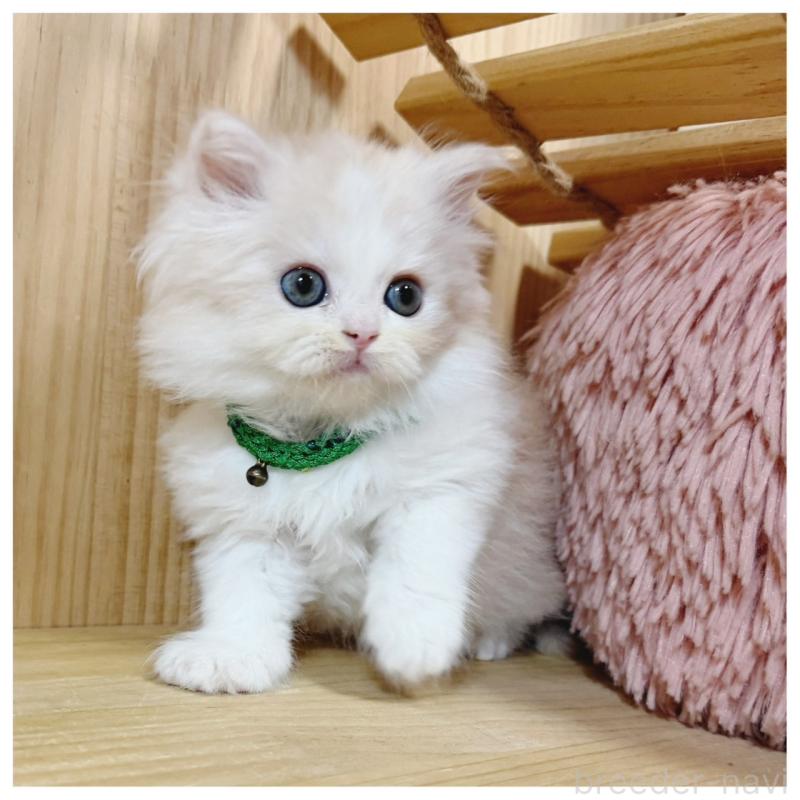 販売中の長野県のミヌエット-130525の6枚目