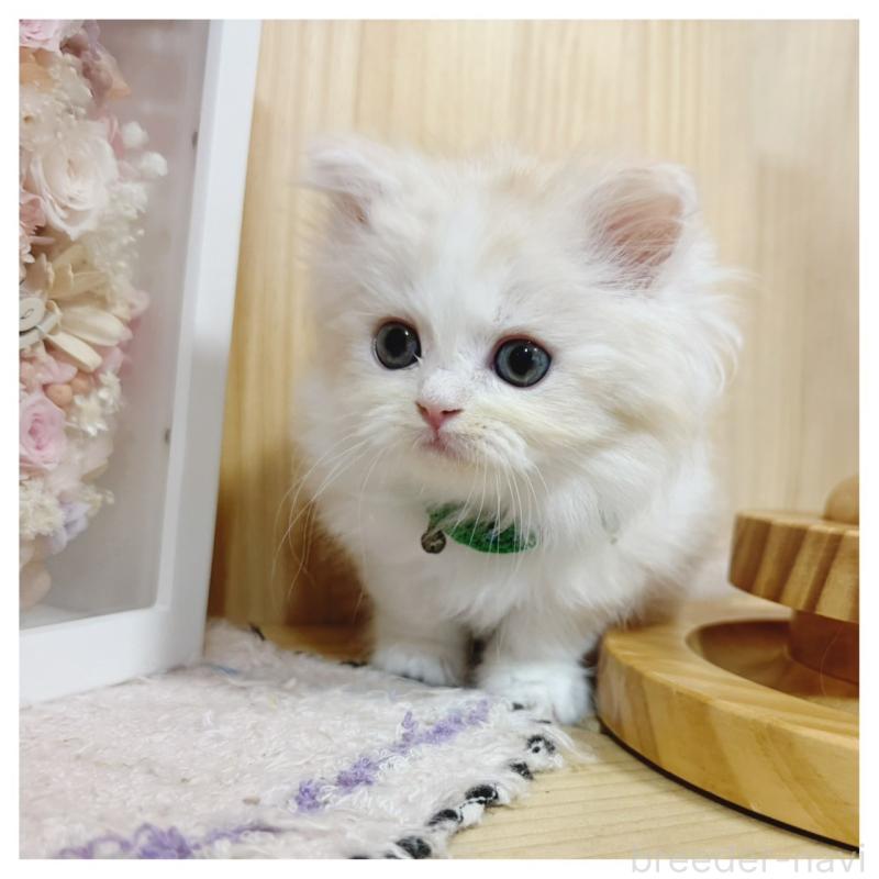 販売中の長野県のミヌエット-130525の5枚目