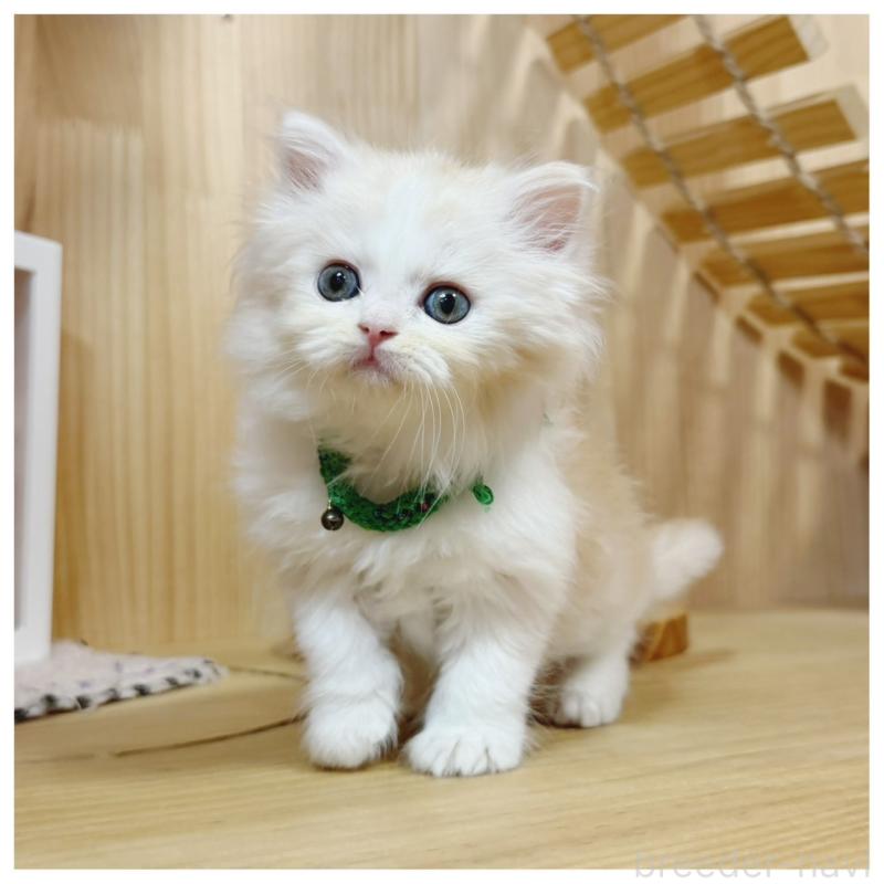 販売中の長野県のミヌエット-130525の4枚目