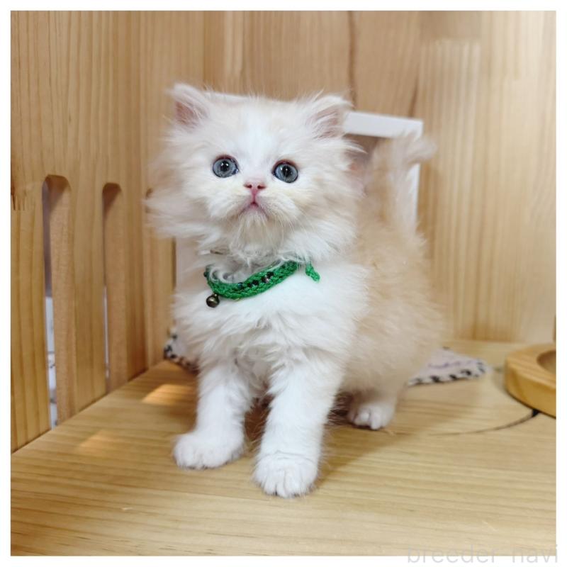 販売中の長野県のミヌエット-130525の2枚目