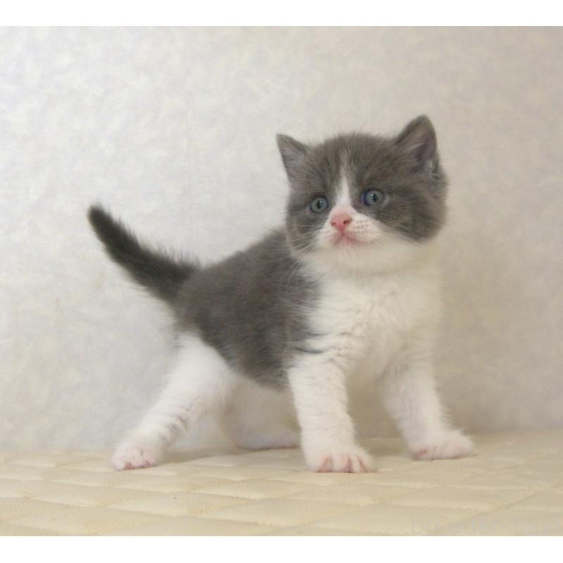 販売中の静岡県のブリティッシュショートヘア-129202の18枚目