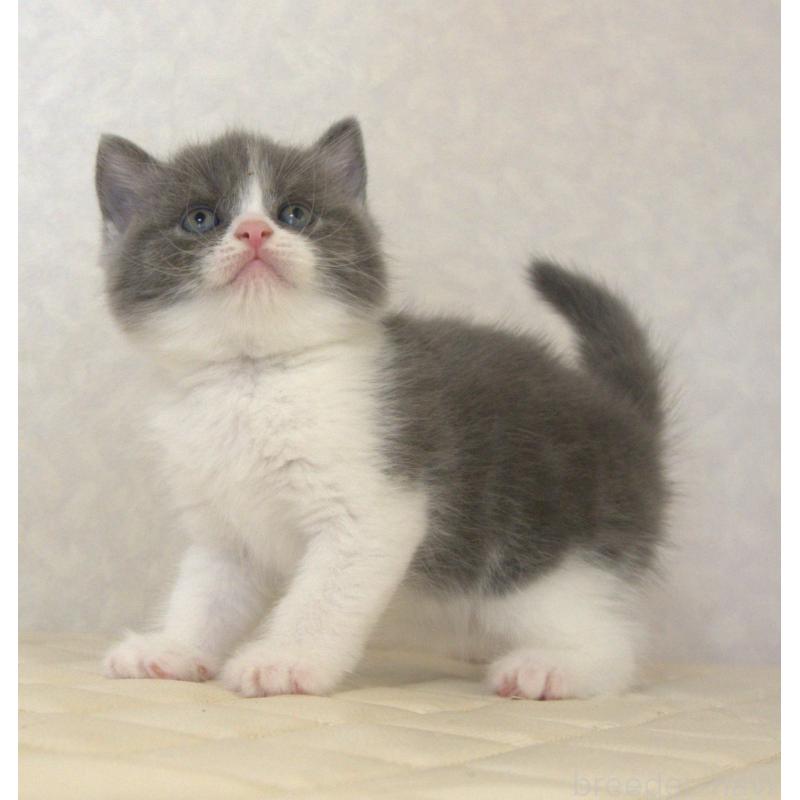 販売中の静岡県のブリティッシュショートヘア-129202の17枚目