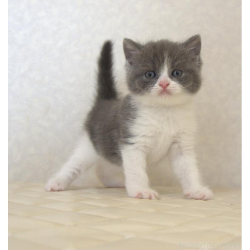 販売中の静岡県のブリティッシュショートヘア-129202の16枚目