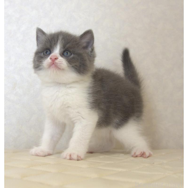 販売中の静岡県のブリティッシュショートヘア-129202の15枚目