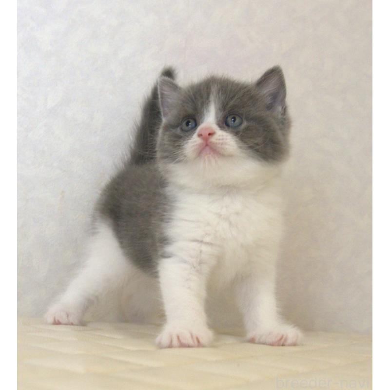 販売中の静岡県のブリティッシュショートヘア-129202