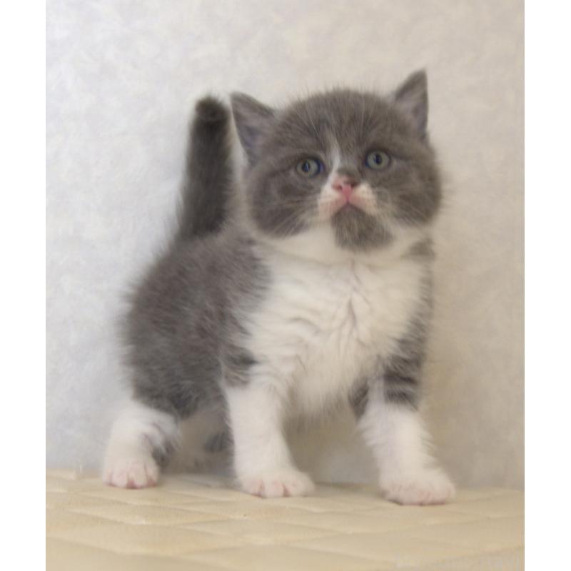 販売中の静岡県のブリティッシュショートヘア-129203の17枚目